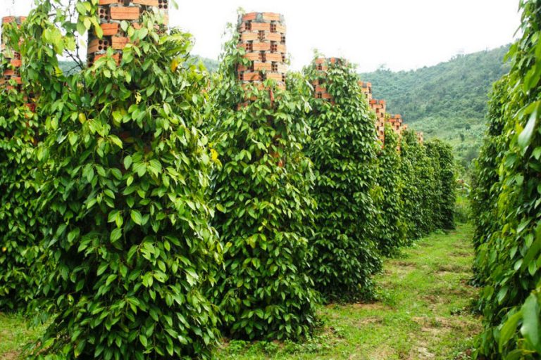 Pepper Plantation in Phu Quoc