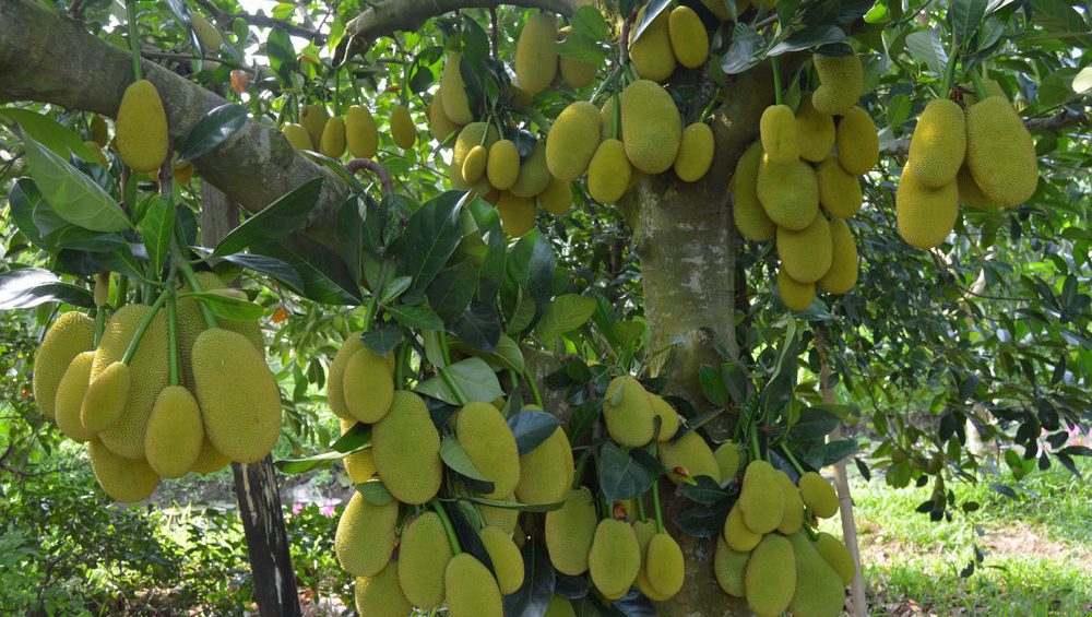 Ba Cong Orchard Garden