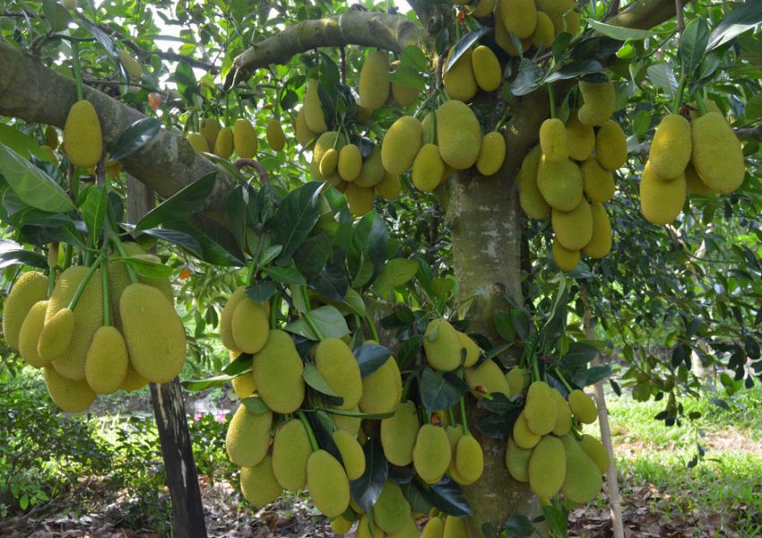 Ba Cong Orchard Garden