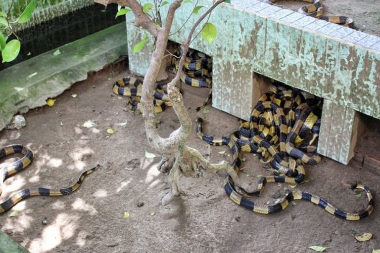 Dong Tam Snake Farm