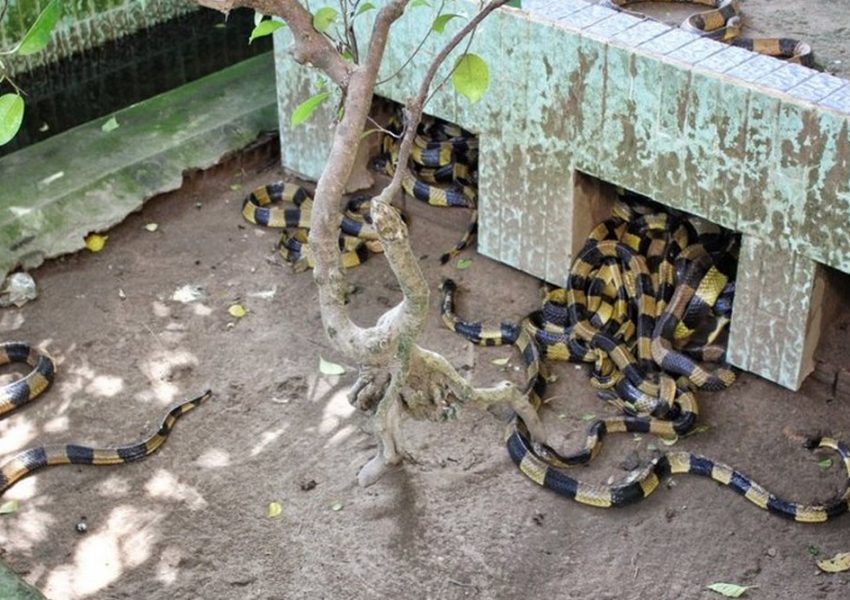 Dong Tam Snake Farm
