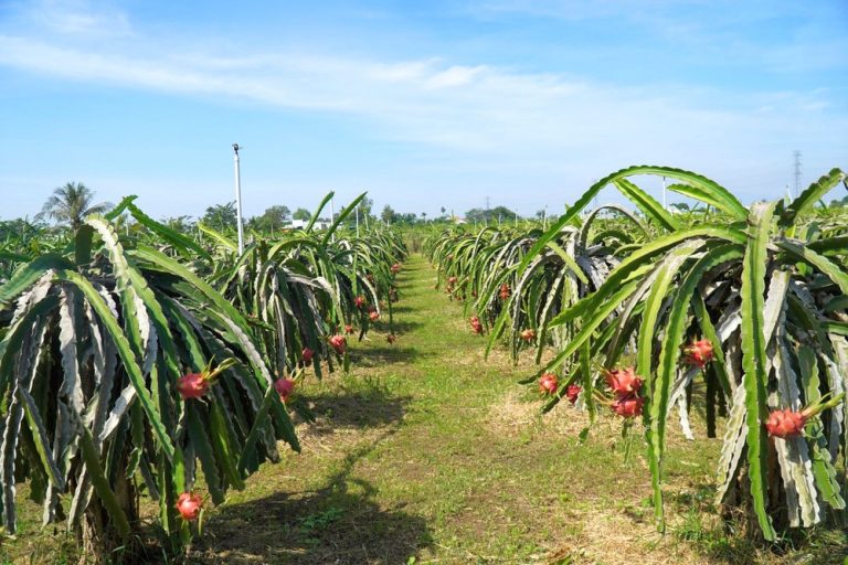 Dragon Fruit Farms, Binh Thuan