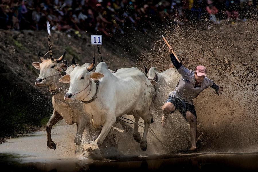 Bay Nui cow racing festival in Chau Doc