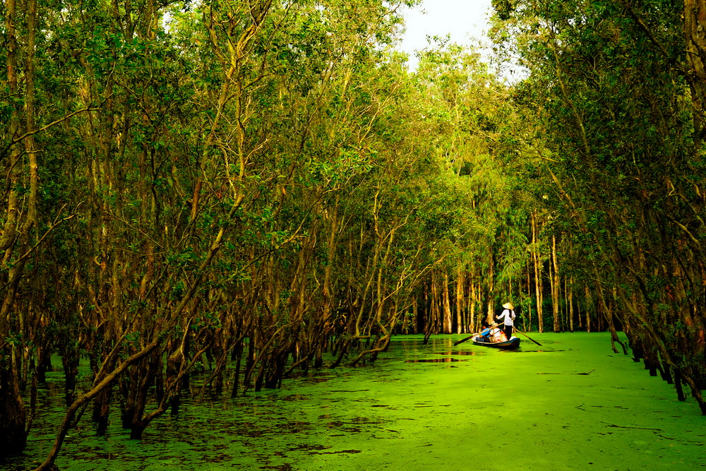 Tra Su Forest in An Giang
