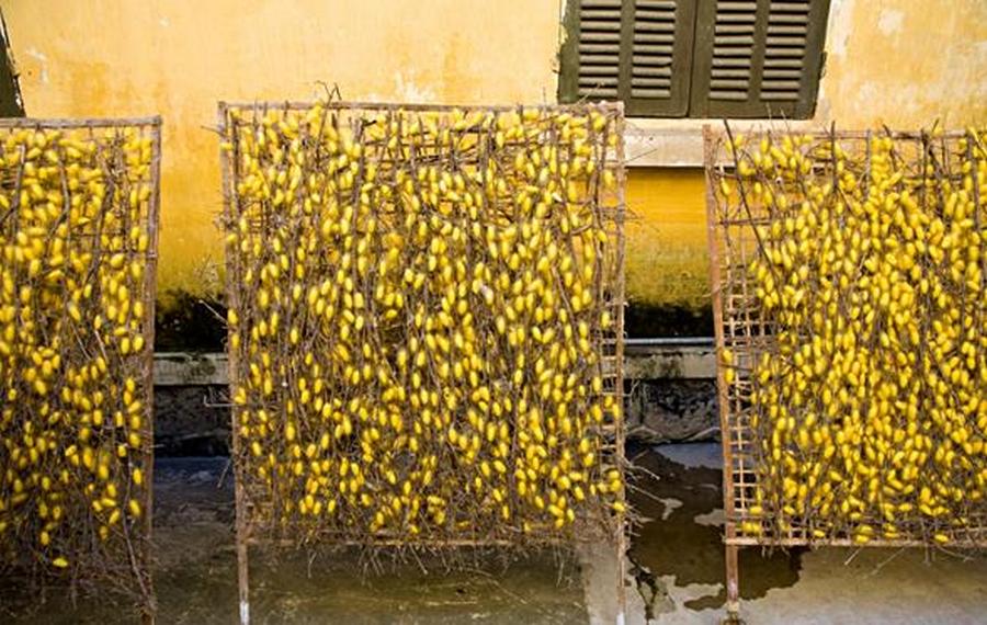Each yellow cocoon has a pupa