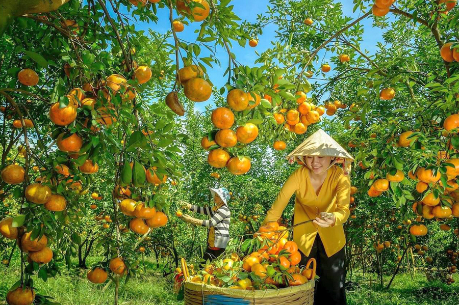 Tangerines Tra Vinh, Vietnam