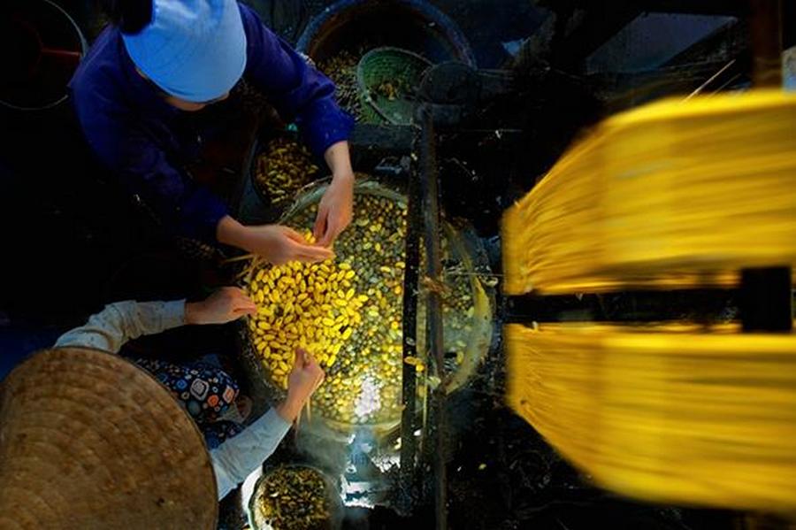 Two women are reeling the silk from yellow cocoons