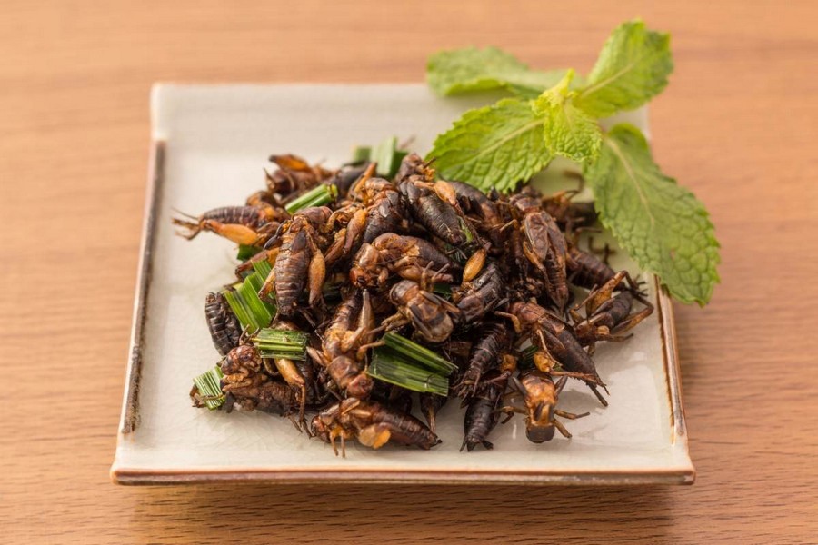 Eating fried crickets