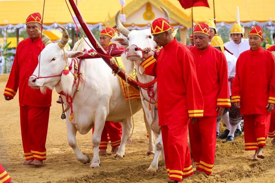 Ceremonial moments of the Royal Ploughing Ceremony.