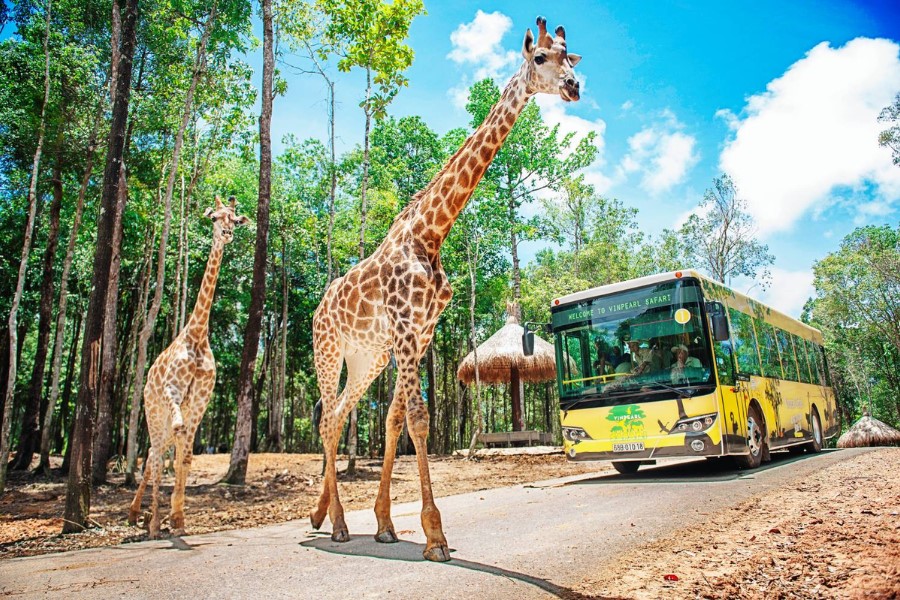 Discover a diverse world of wildlife at Vinpearl Safari on the island