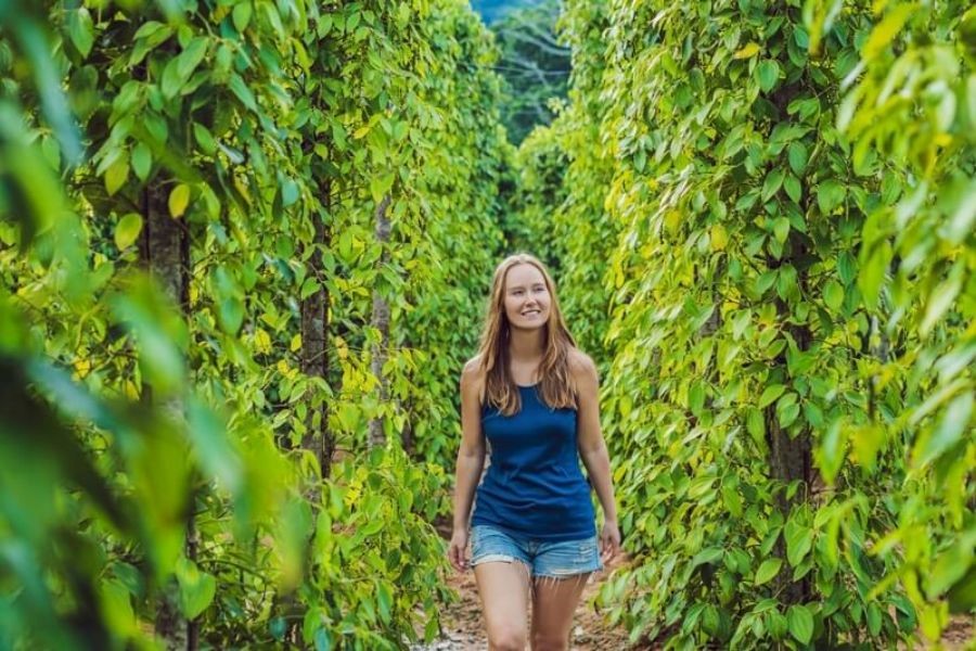 Phu Quoc pepper farms