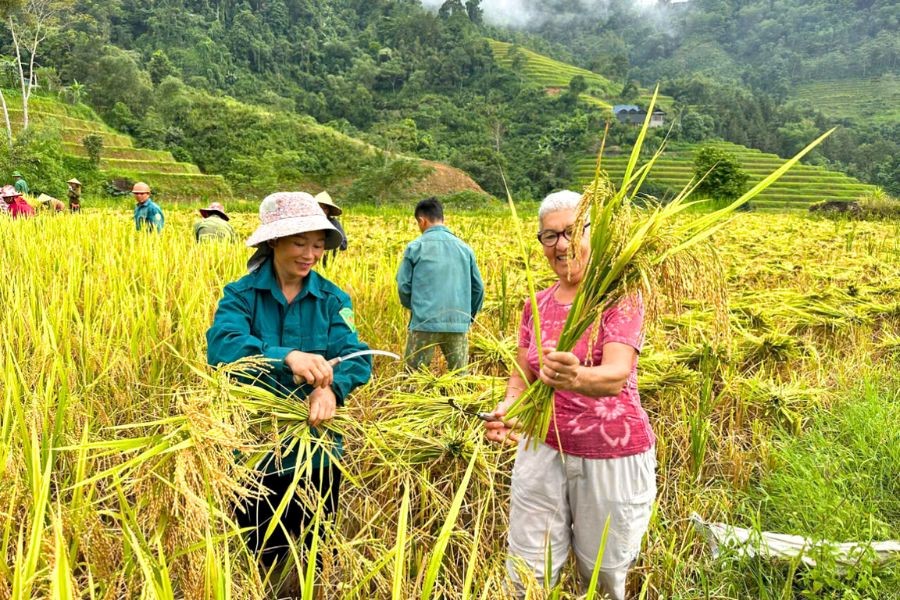 Eviva Tour Vietnam traveler engaging with locals and experiencing rice harvesting in the fields